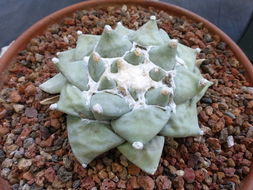 <i>Ariocarpus retusus</i> var. <i>furfuraceus</i> resmi