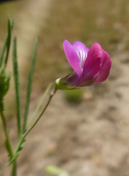 Image of angled pea