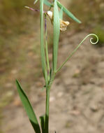 Lathyrus angulatus L. resmi