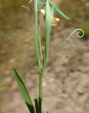 Image of angled pea