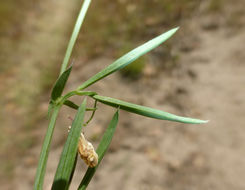 Lathyrus angulatus L. resmi