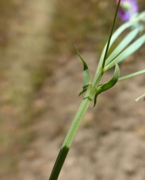 Lathyrus angulatus L. resmi