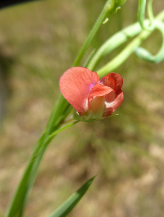 Lathyrus sphaericus Retz. resmi