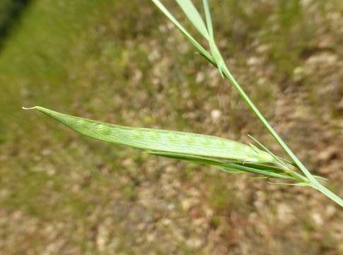 Image of Round-seeded Vetchling