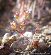 Plancia ëd Androsace elongata subsp. acuta (Greene) G. T. Robbins