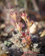 Plancia ëd Androsace elongata subsp. acuta (Greene) G. T. Robbins