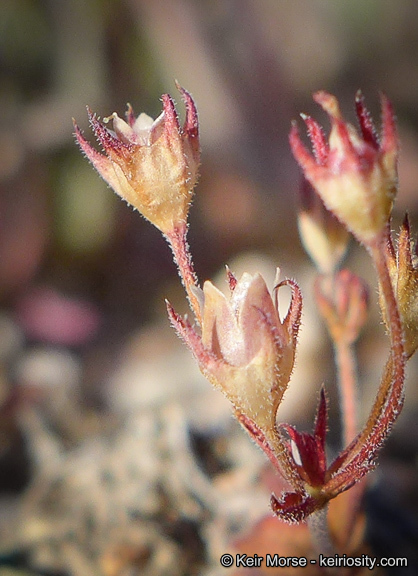 Plancia ëd Androsace elongata subsp. acuta (Greene) G. T. Robbins