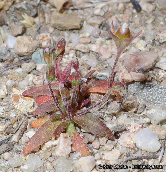 Plancia ëd Androsace elongata subsp. acuta (Greene) G. T. Robbins