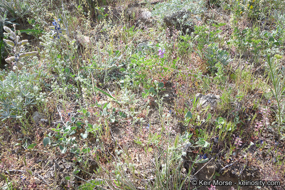 Plancia ëd Androsace elongata subsp. acuta (Greene) G. T. Robbins