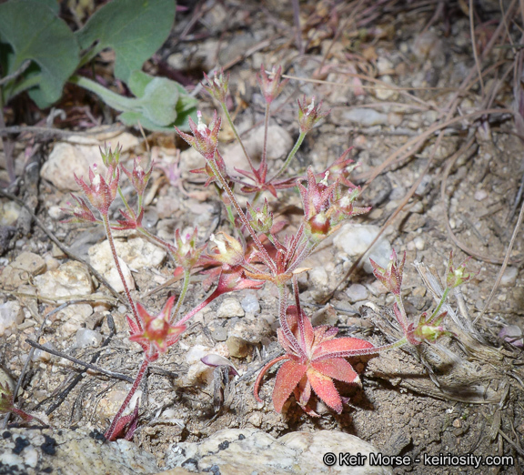 Plancia ëd Androsace elongata subsp. acuta (Greene) G. T. Robbins