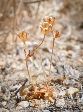 صورة Androsace elongata subsp. acuta (Greene) G. T. Robbins