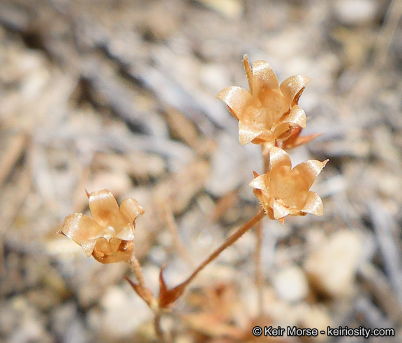 Plancia ëd Androsace elongata subsp. acuta (Greene) G. T. Robbins