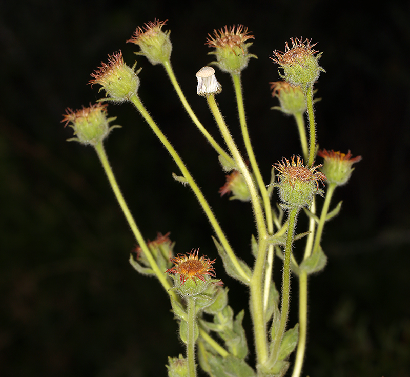 Plancia ëd Hulsea heterochroma A. Gray