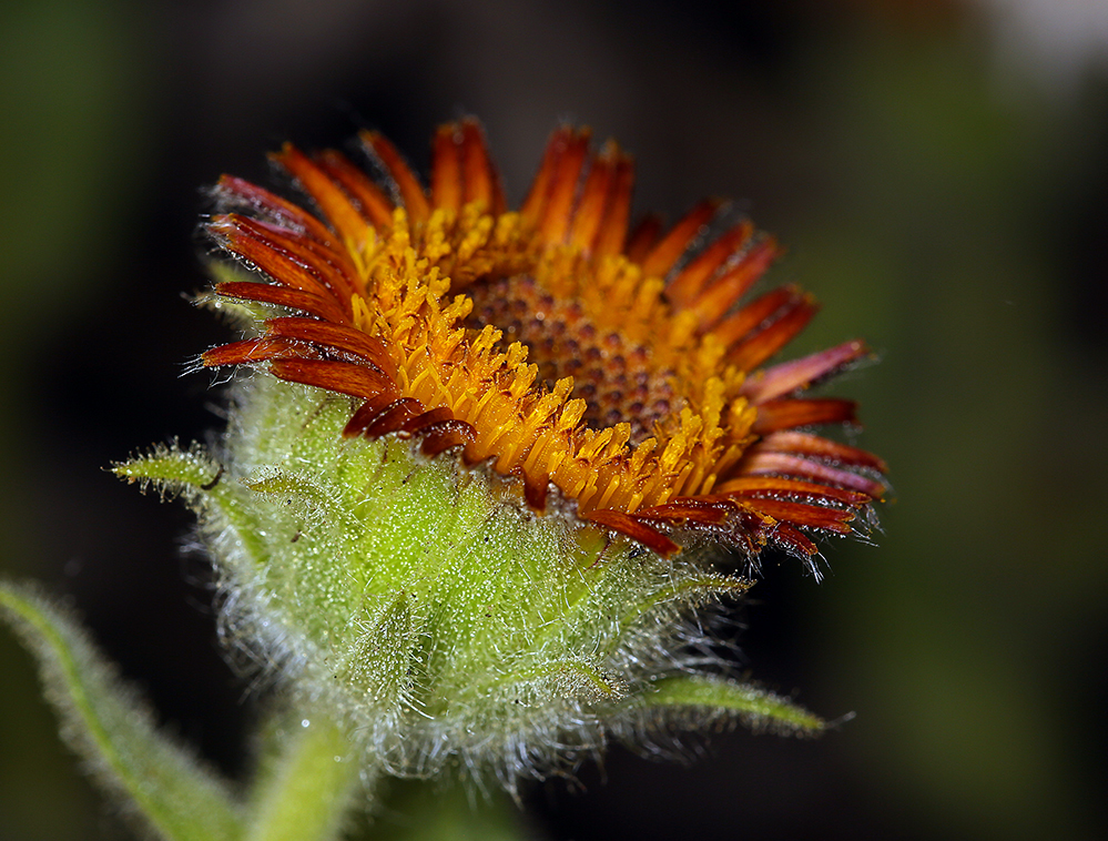 Plancia ëd Hulsea heterochroma A. Gray