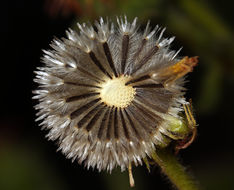 Plancia ëd Hulsea heterochroma A. Gray