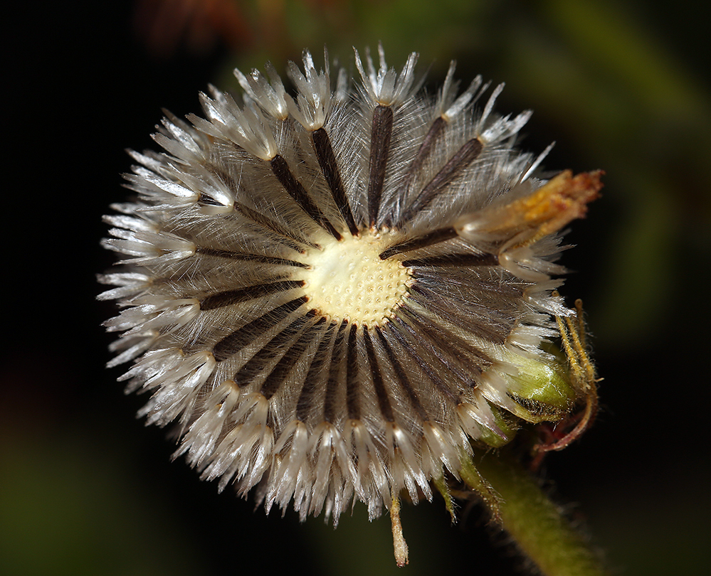 Plancia ëd Hulsea heterochroma A. Gray