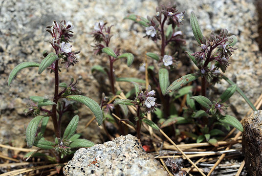 Phacelia racemosa (Kellogg) A. A. Heller resmi