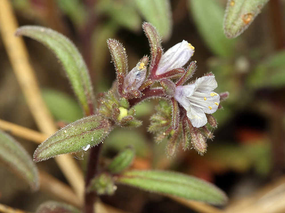 Phacelia racemosa (Kellogg) A. A. Heller resmi