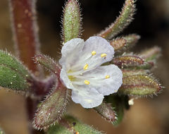 Phacelia racemosa (Kellogg) A. A. Heller resmi