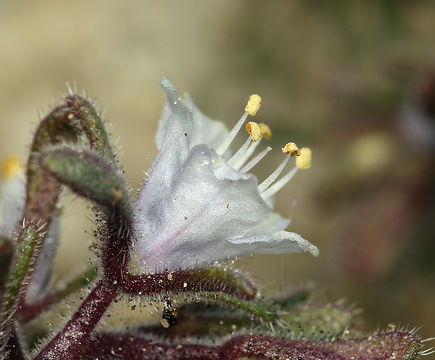 Phacelia racemosa (Kellogg) A. A. Heller resmi