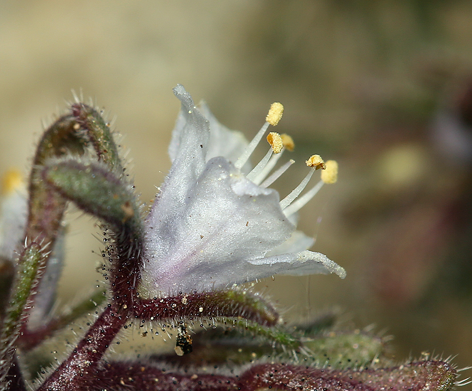 Phacelia racemosa (Kellogg) A. A. Heller的圖片