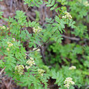 Image of California mountain ash