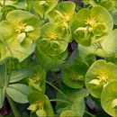 Euphorbia amygdaloides L. resmi