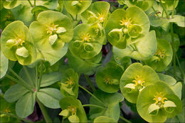 Image of Wood Spurge