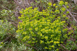 Image of Wood Spurge