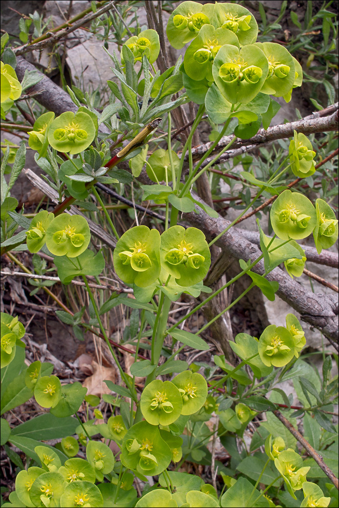 Image of Wood Spurge