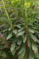 Image of Wood Spurge