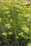 Image of Wood Spurge