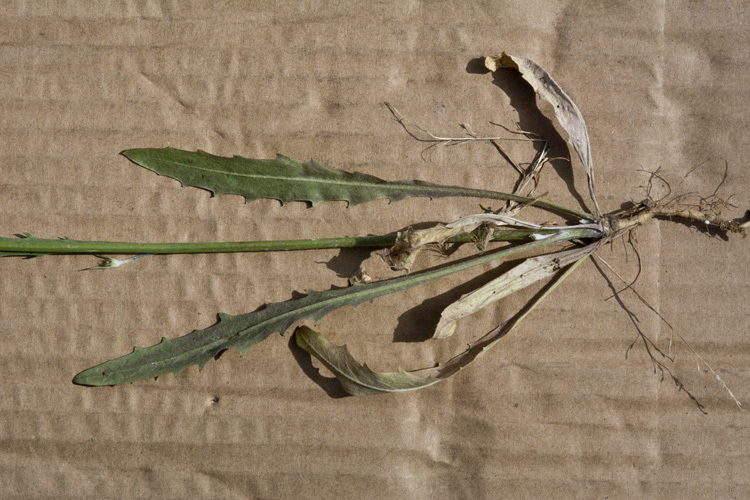 Image of European umbrella milkwort