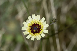 Image de Tolpis barbata (L.) Gaertn.