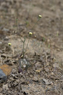 Image de Tolpis barbata (L.) Gaertn.