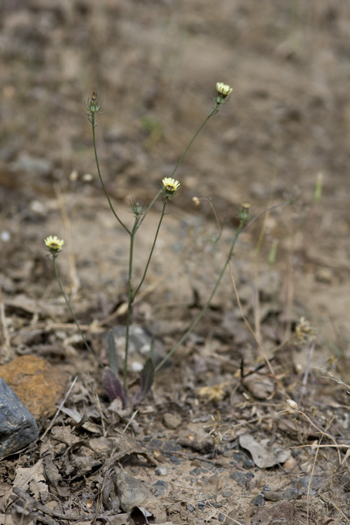 Image of European umbrella milkwort