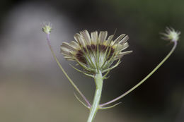 Image of European umbrella milkwort