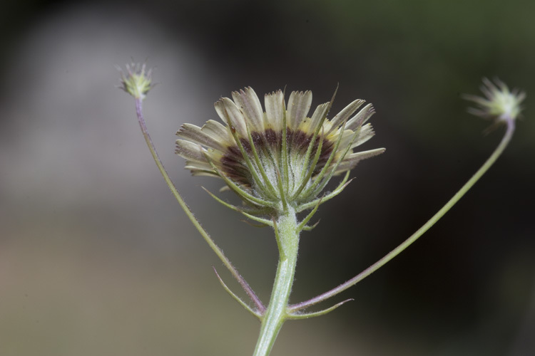 Image de Tolpis barbata (L.) Gaertn.