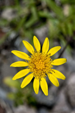 Image of longstalk chinchweed