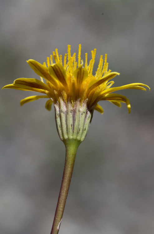 Plancia ëd Pectis longipes A. Gray