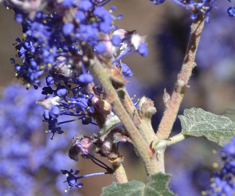 Image of woolyleaf ceanothus