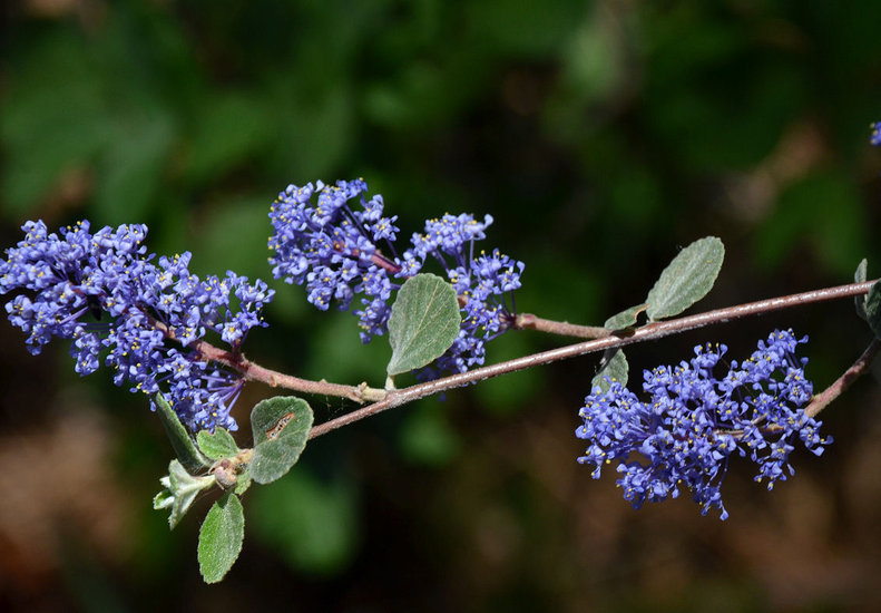 Image of woolyleaf ceanothus