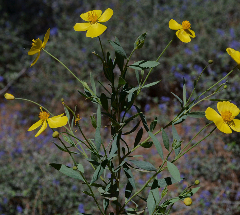 Image of tree poppy