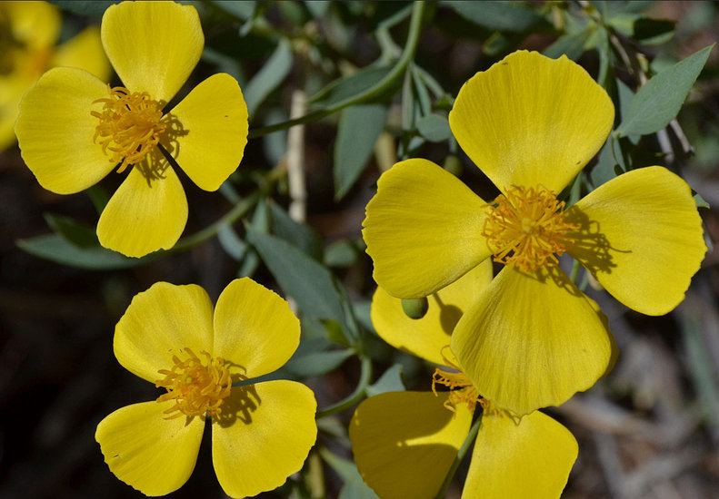 Image of tree poppy