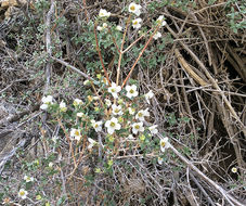 Image of littleleaf mock orange