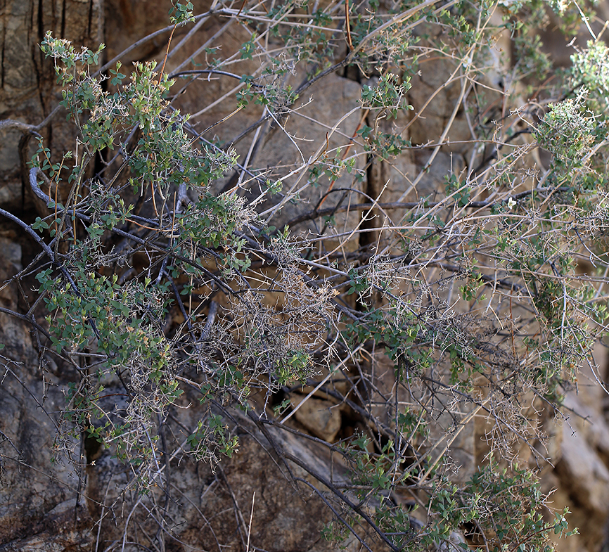 Image of littleleaf mock orange