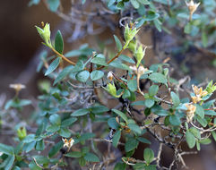 Image of littleleaf mock orange