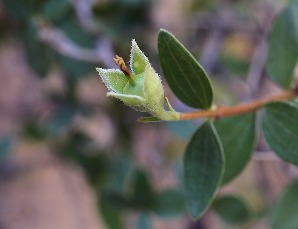 Image of littleleaf mock orange