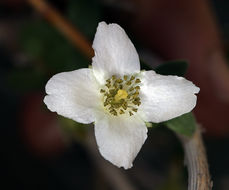 Image of littleleaf mock orange