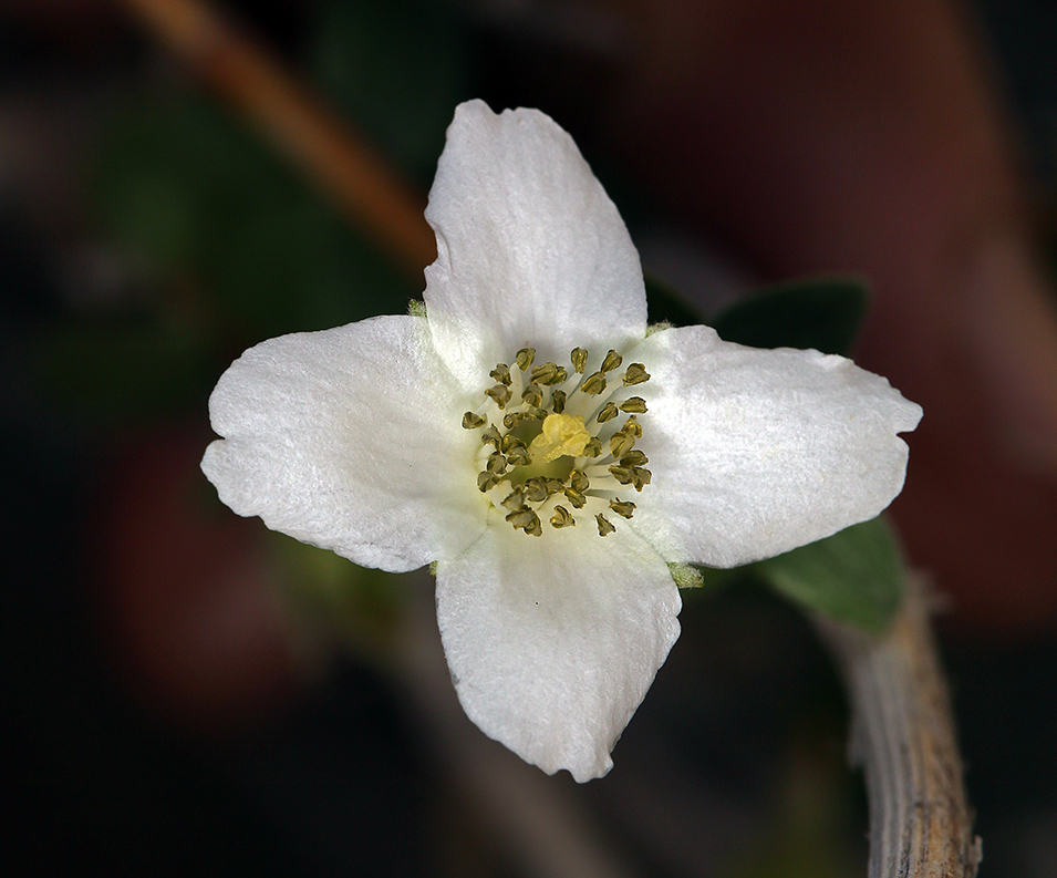 Image of littleleaf mock orange